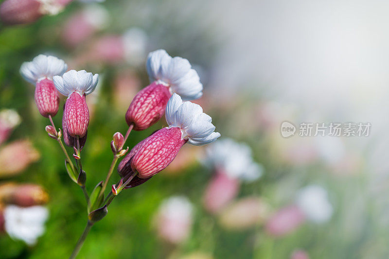 膀胱炎(silene vulgaris)